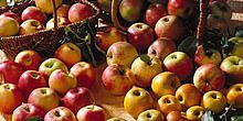 Bodenseeäpfel liegen vor Körben gefüllt mit Äpfeln