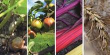 viergeteiltes Bild zum Thema alte Sorten, mit Kartoffel im Boden, Äpfeln am Baum, farbigem Mangold und Weizenähren