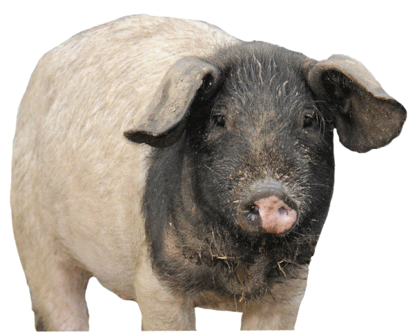 Schwäbisch-Hällisches Qualitätsschweinefleisch