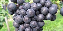 Großaufnahme von Weintrauben des Tauberschwarz, rote Beeren