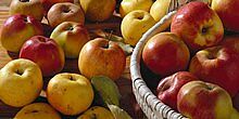Obstkorb mit Äpfeln auf Tisch, links im Bild weitere einzelne Äpfel