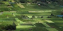 Sicht auf das Weinanbaugebiet