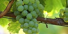 Weintrauben des Silvaners an der Reben, gelb-grüne Beeren