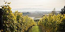Weinstöcke mit Bodensee im Hintergrund