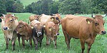 Herde Murnau-Werdenfelser Rinder, auf Weide, im Hintergrund Wald